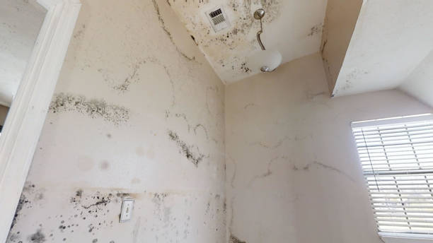 Best Emergency Mold Remediation  in Central City, IA