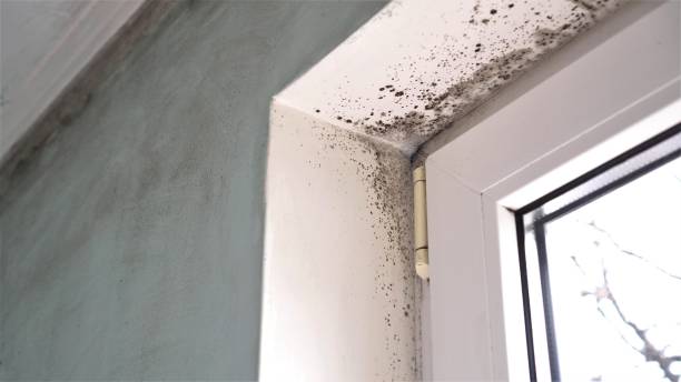 Best Mold Documentation for Insurance Claims  in Central City, IA