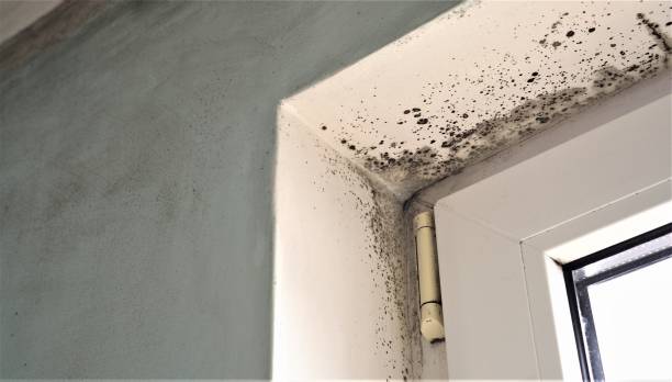 Best Biohazard Mold Removal  in Central City, IA