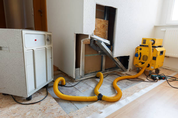 Best Black Mold Removal  in Central City, IA