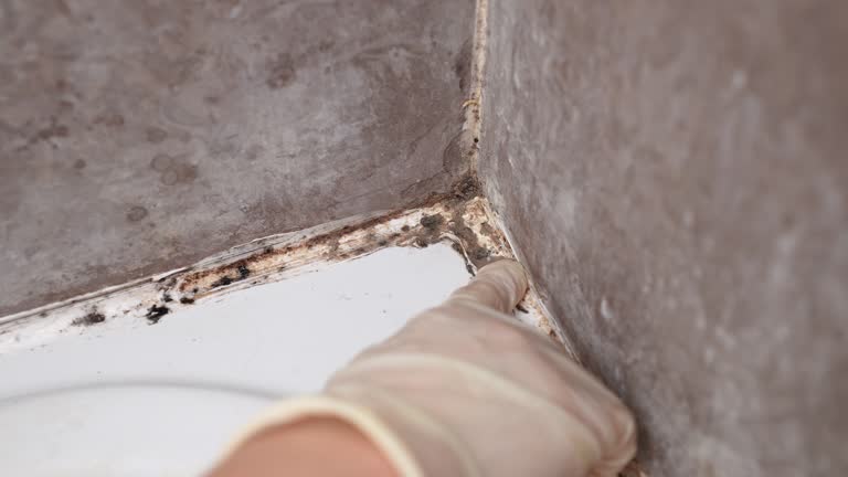 Best Airborne Mold Testing  in Central City, IA